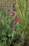 Teucrium chamaedrys