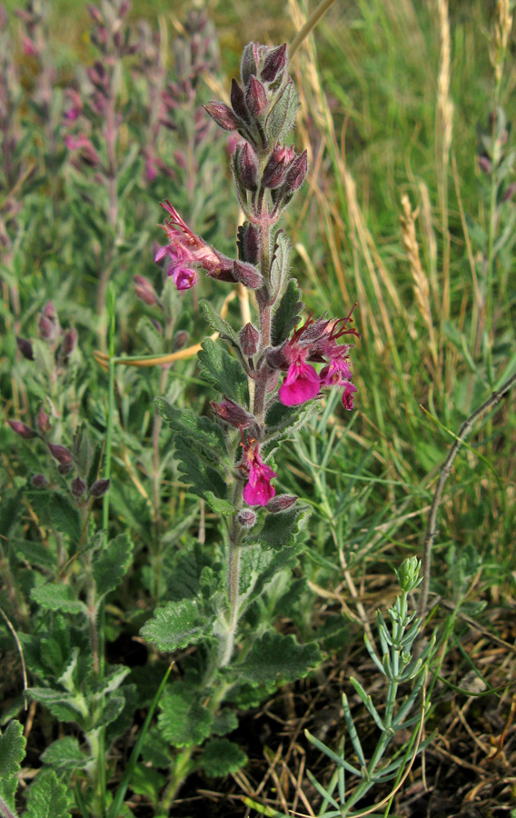 Изображение особи Teucrium chamaedrys.