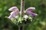 Phlomoides ostrowskiana. Часть соцветия. Узбекистан, Ташкентская обл., зап. отроги Чаткальского хр., ур. Чимган, ущ. Катта-Коксай. 26.06.2013.