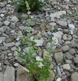 Nepeta cataria