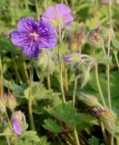 genus Geranium