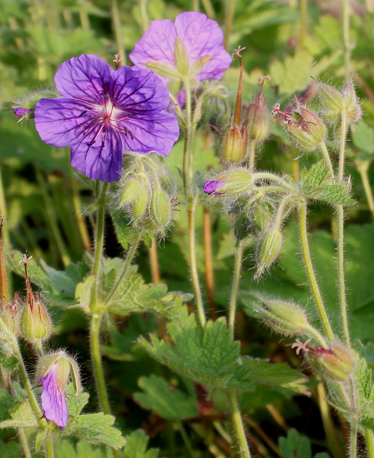 Изображение особи род Geranium.
