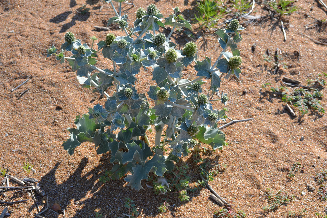 Image of Eryngium maritimum specimen.