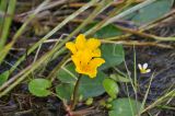 Nymphoides peltata. Цветущее растение. Республика Бурятия, г. Улан-Удэ, оз. Тулунжинское. 03.08.2013.
