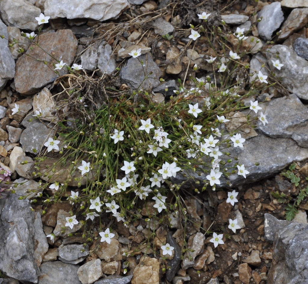 Image of Minuartia verna specimen.