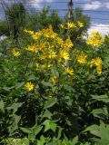 Helianthus tuberosus