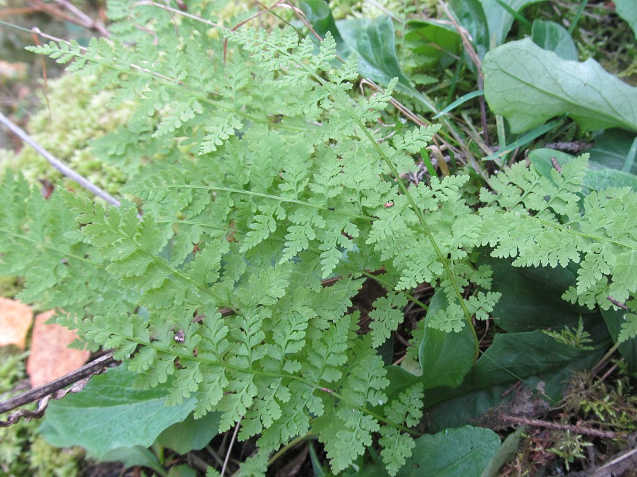 Image of Cystopteris fragilis specimen.