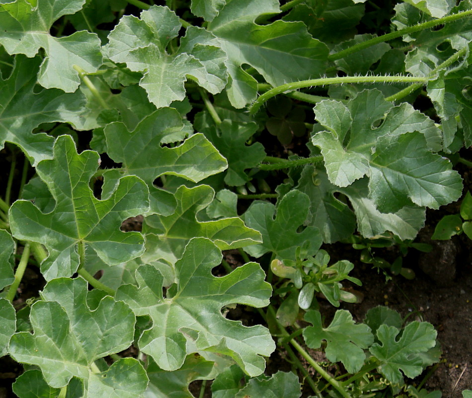 Изображение особи Cucumis myriocarpus.