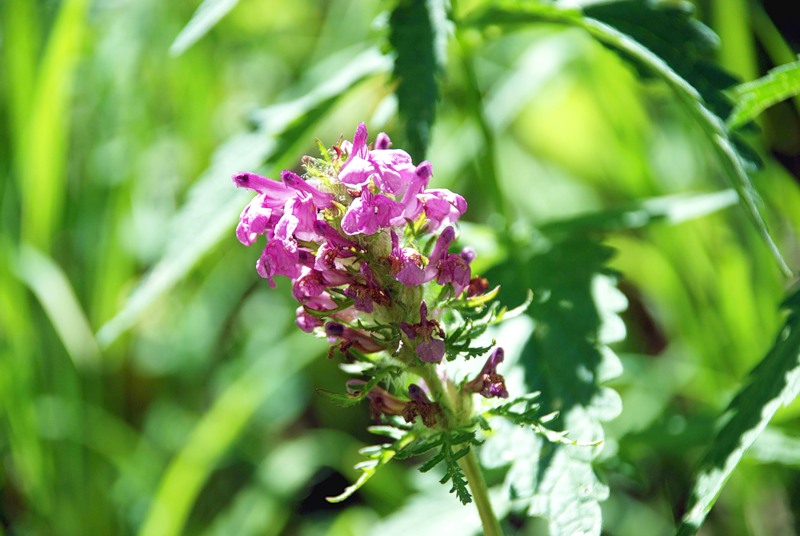 Изображение особи Pedicularis macrochila.