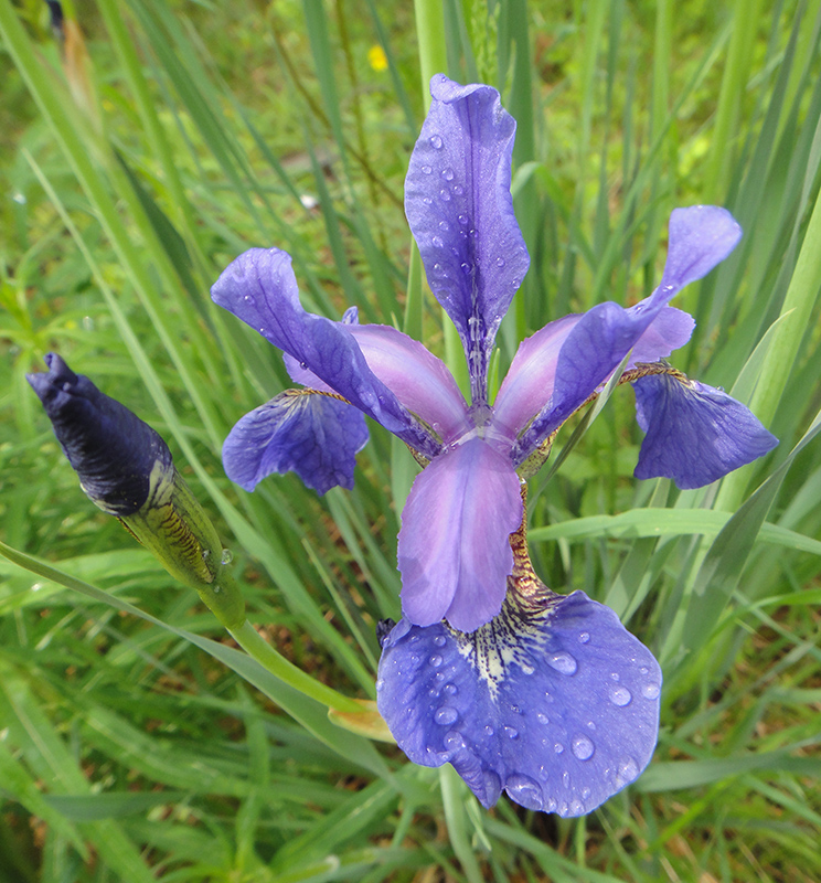 Image of Iris sanguinea specimen.