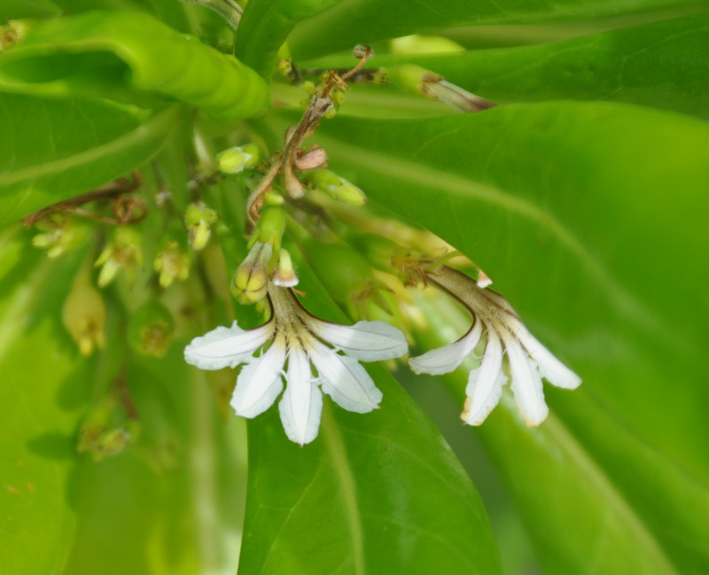 Изображение особи Scaevola taccada.