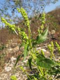Mercurialis annua. Верхушка цветущего растения. Краснодарский край, окр. г. Крымск, рекультивированный берег р. Адагум. 25.10.2013.