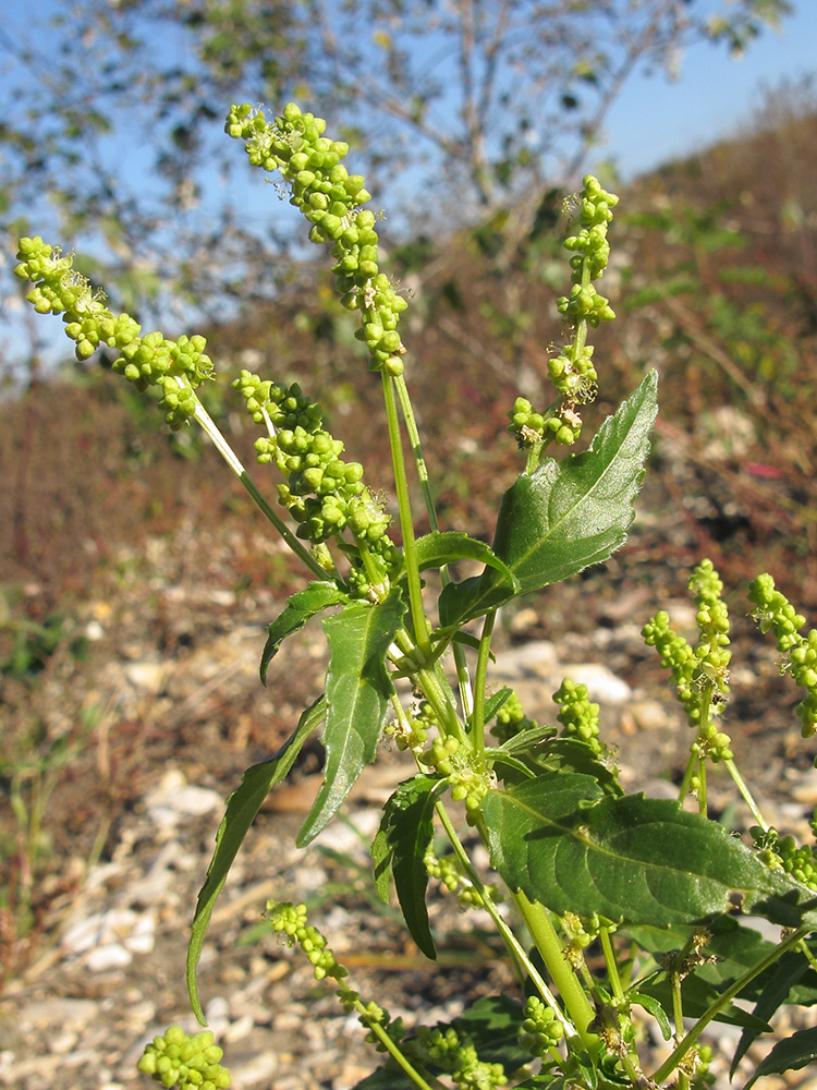 Изображение особи Mercurialis annua.