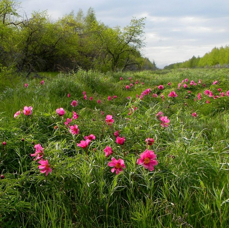 Image of Paeonia hybrida specimen.