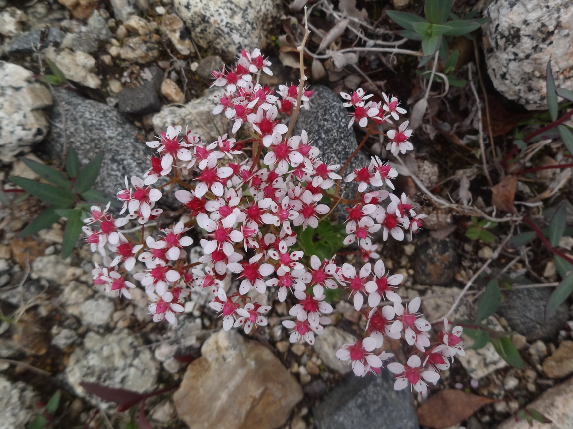 Изображение особи Micranthes nudicaulis.