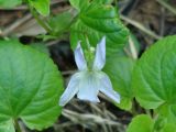 Viola sacchalinensis. Цветок. Иркутск, территория курорта Ангара. 05.06.2012.