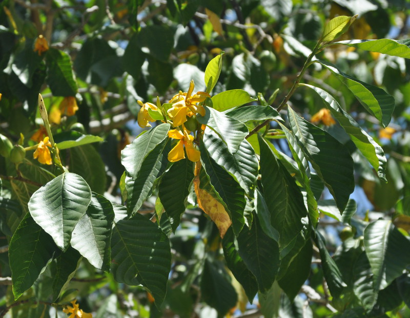 Image of Gardenia carinata specimen.