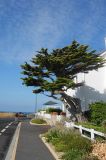 Cupressus macrocarpa. Дерево у дома в прибрежной полосе. Франция, Бретань, Киберон. 25.07.2013.