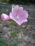 Malva thuringiaca