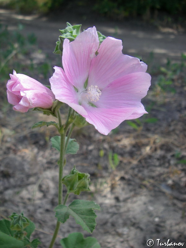 Image of Malva thuringiaca specimen.