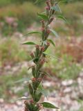 Lythrum virgatum