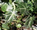Eryngium variifolium