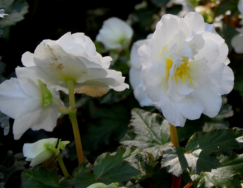 Image of Begonia &times; tuberhybrida specimen.