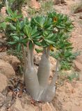 Adenium obesum subspecies socotranum. Молодое растение. Сокотра, плато Моми, окр. пещеры Хок. 02.01.2014.