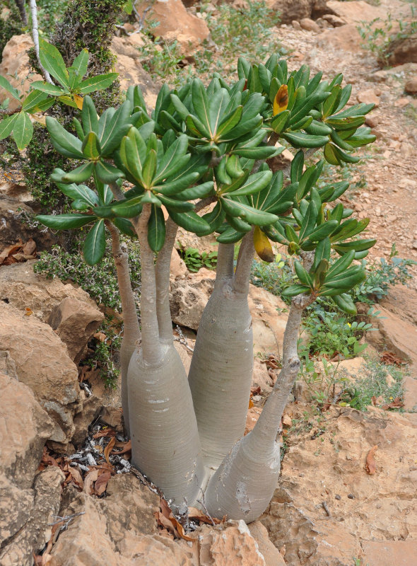 Изображение особи Adenium obesum ssp. socotranum.