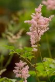 genus Astilbe. Верхушка побега с соцветиями. Соловецкие о-ва, Бот. сад. Макарьевская пустынь. 08.08.2013.