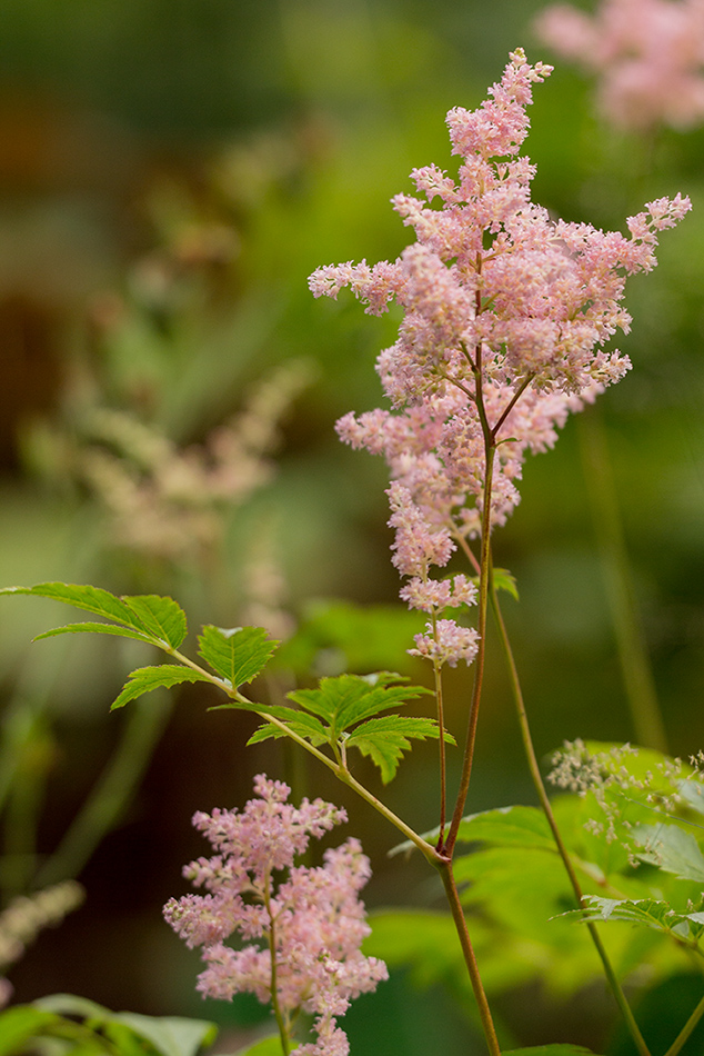 Изображение особи род Astilbe.