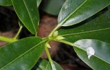 Rhododendron discolor. Верхушка побега с основаниями листьев и развивающимися почками. Германия, г. Essen, Grugapark. 29.09.2013.