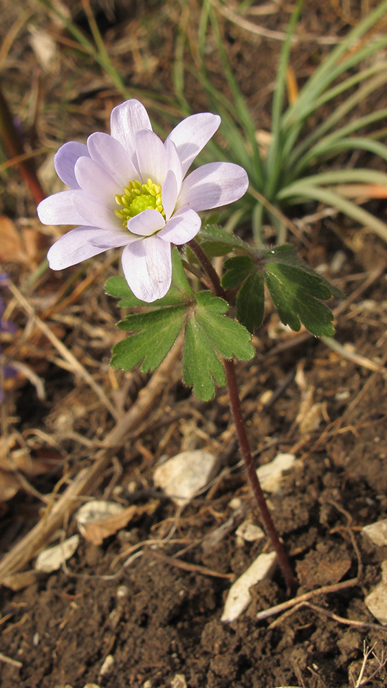 Изображение особи Anemone banketovii.