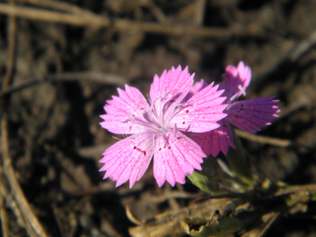 Изображение особи Dianthus guttatus.