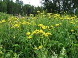 Crepis sibirica. Цветущие растения на высокотравном лугу. Коми, Княжпогостский р-н, окр. пос. Ропча, долина руч. Дюкачева. 12.07.2013.