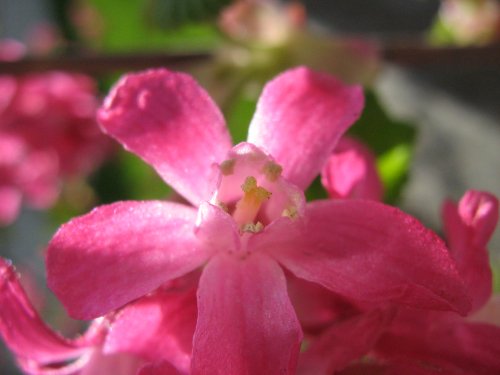 Image of Ribes sanguineum specimen.