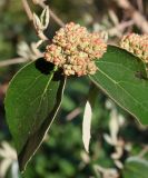 Viburnum × burkwoodii. Верхушка побега с развивающимся соцветием. Германия, г. Дюссельдорф, Ботанический сад университета. 10.03.2014.