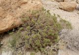 Cleome droserifolia. Куст на дне хорошо выраженной ложбины стока в каменистой пустыне. Израиль, впадина Мёртвого моря, окр. Эйн-Геди. 18.03.2014.