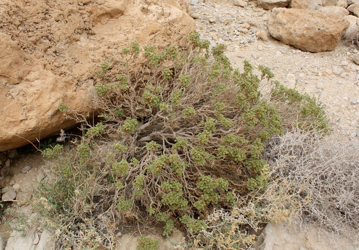 Image of Cleome droserifolia specimen.