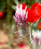 Trifolium dichroanthum