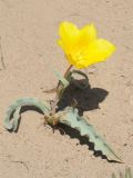 Tulipa behmiana. Цветущее растение. Казахстан, Алматинская обл. возле вдхр. Капчагай. 18.04.2014.