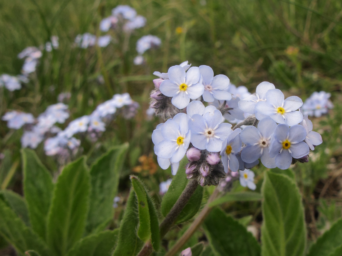 Image of Myosotis lithospermifolia specimen.