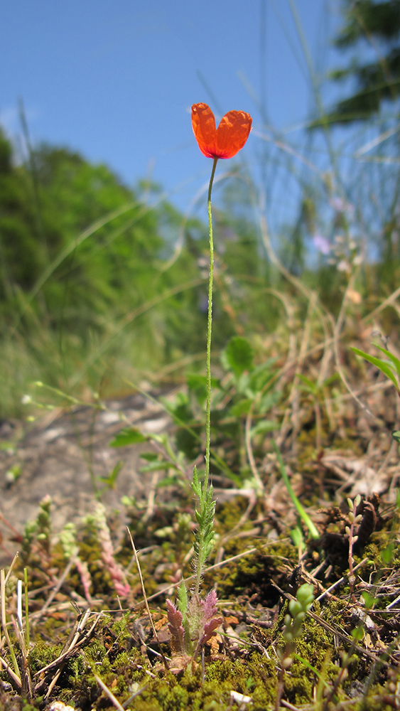 Изображение особи Papaver dubium.