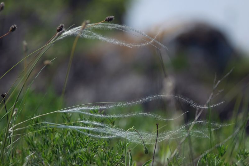 Изображение особи род Stipa.