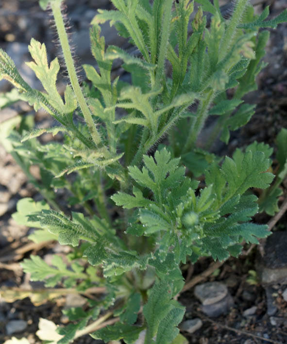 Image of Papaver stevenianum specimen.