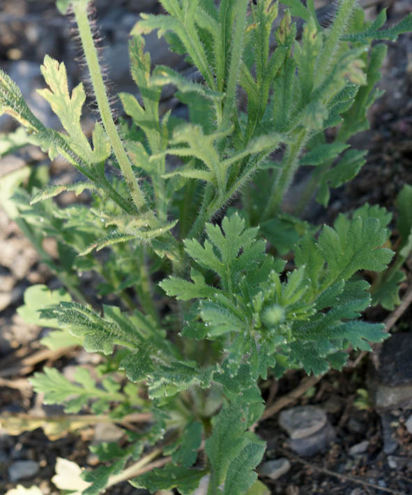 Изображение особи Papaver stevenianum.