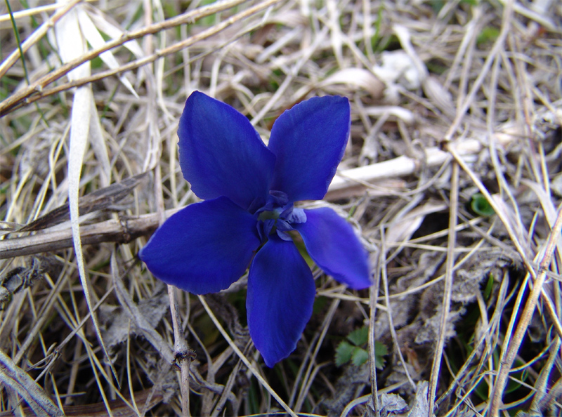 Image of Gentiana angulosa specimen.