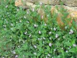 Erodium cicutarium