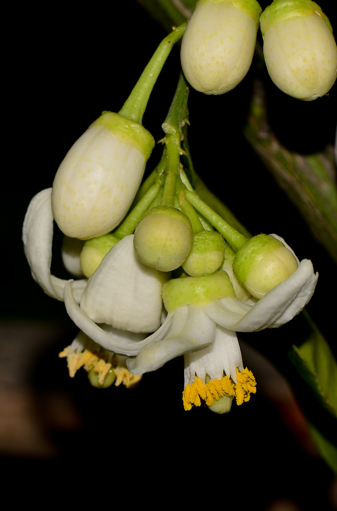 Изображение особи Citrus × paradisi.