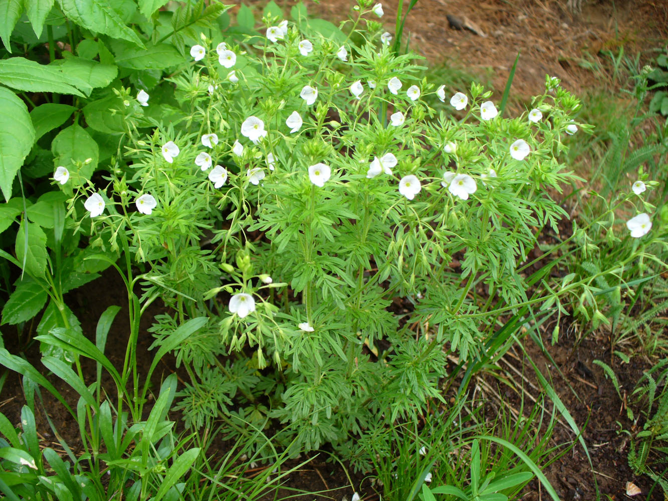 Image of Veronica caucasica specimen.